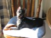 Rex 2009 062.JPG
