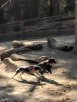 Panda Running.jpg