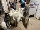IMG_0483.jpeg