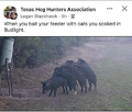 bl hogs.png