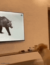 700946-ea5dffb43b53cf8b5adc94b505670251.gif