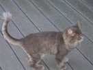 lion misha.JPG
