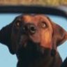 bigbrowndog