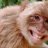 Talking Monkey