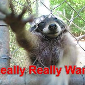 Raccoon_Really_Really_Want1349666935