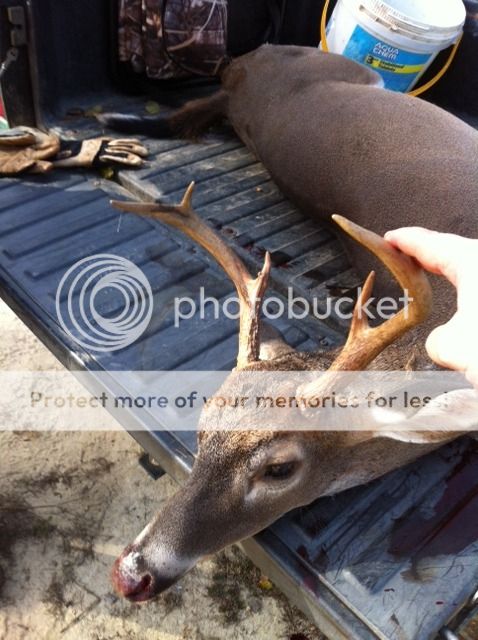 deer2.jpg