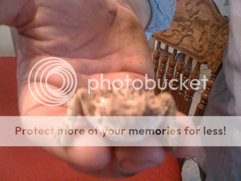 9254733e.jpg