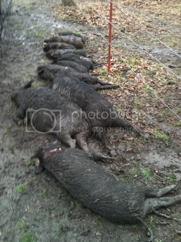 spencerpigs.jpg