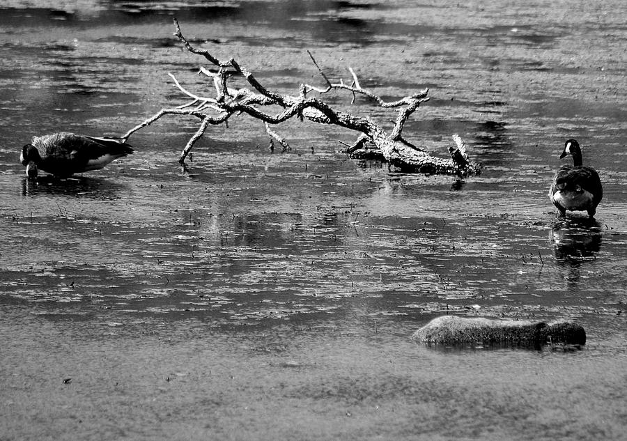 geese_by_samspade1941-d5fkpyq.jpg