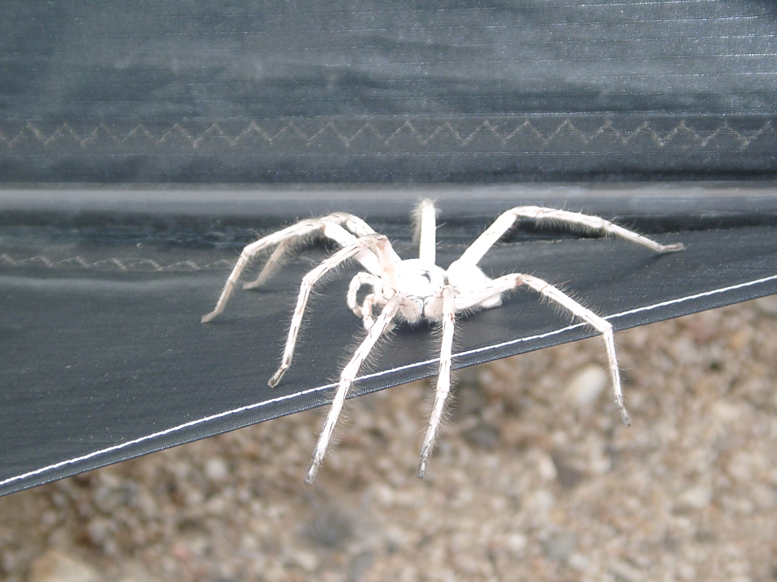 White_lady_spider_namibia.jpg