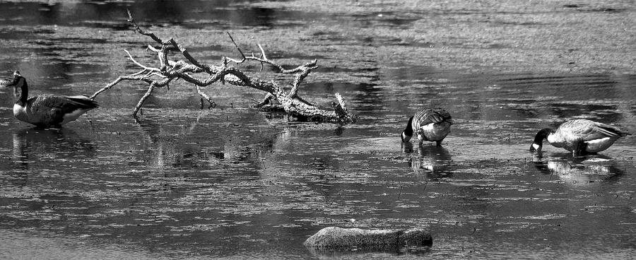 three_geese_by_samspade1941-d5g1pkq.jpg