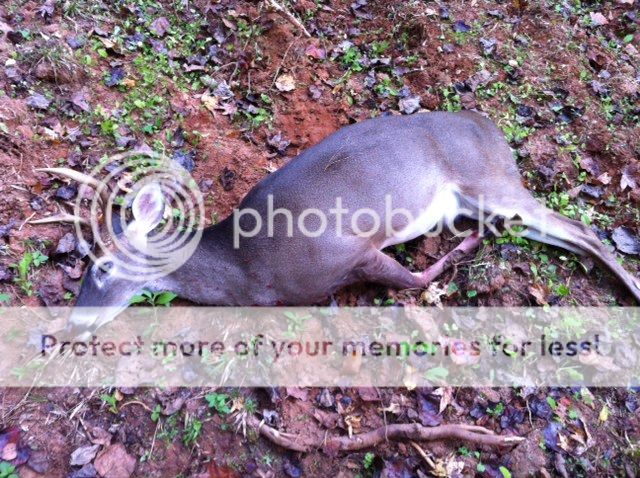 deer.jpg