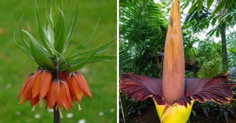 www.gardeningchannel.com