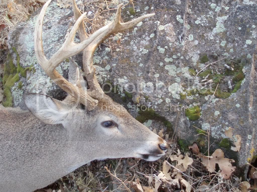 jeremys2008Sparksdeer.jpg