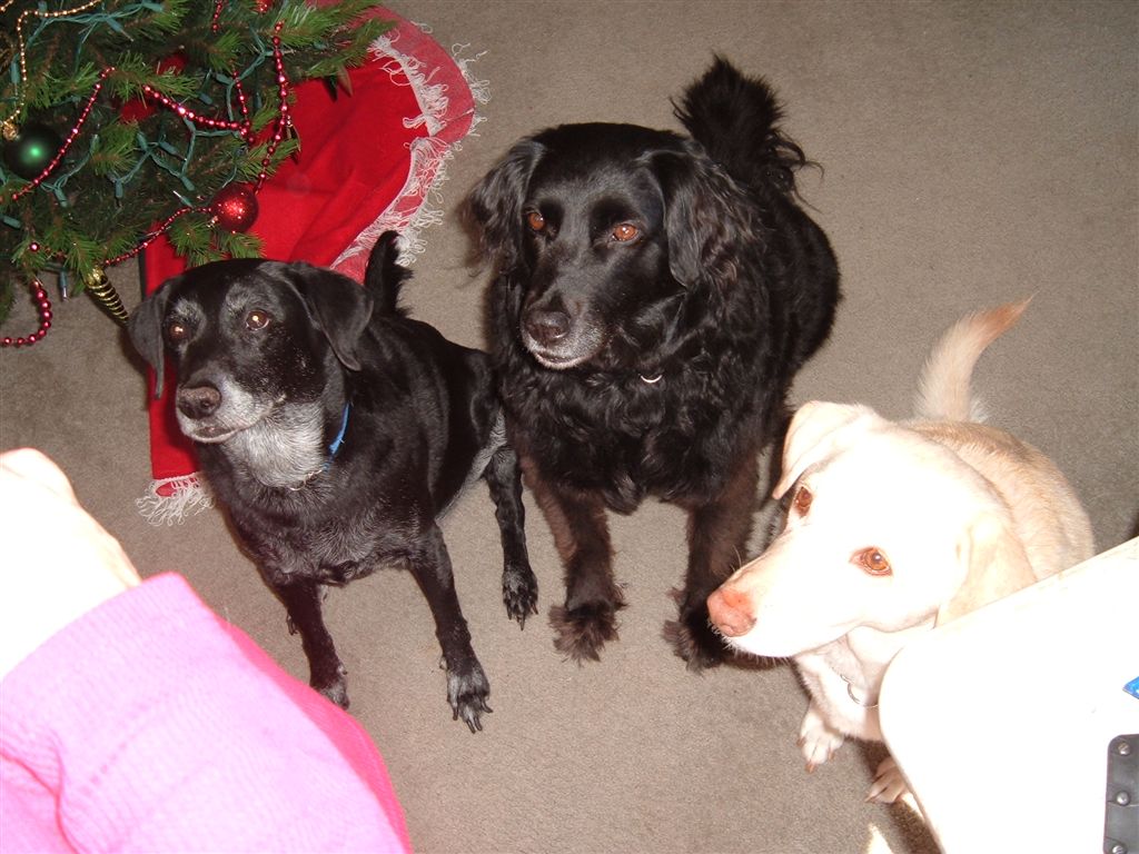 christmas_dogs-1024.jpg