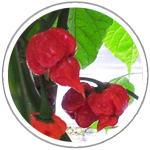 magicplantfarms.com