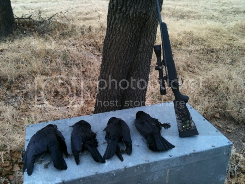 crows1.jpg
