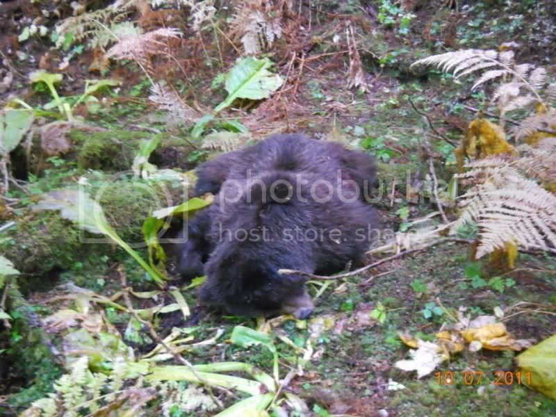 nicbear20112.jpg